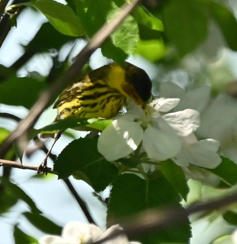 Cape May Warbler - ML619144580