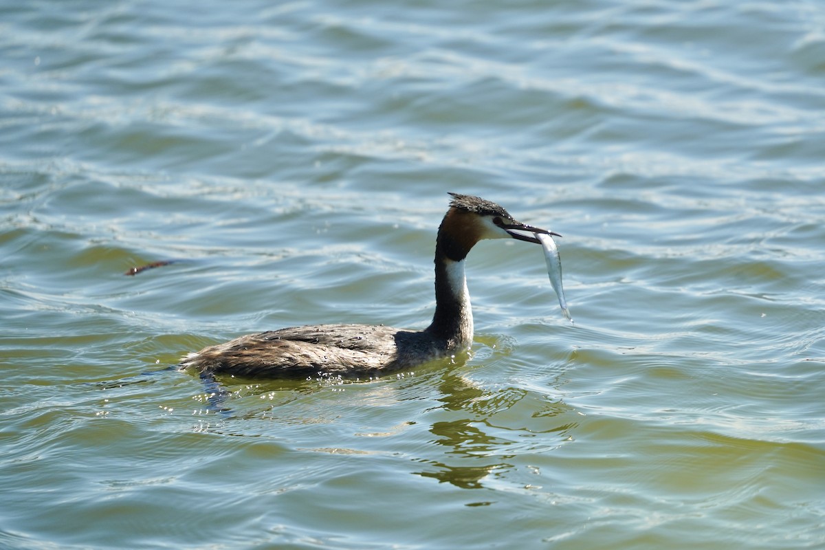 Great Crested Grebe - ML619144658