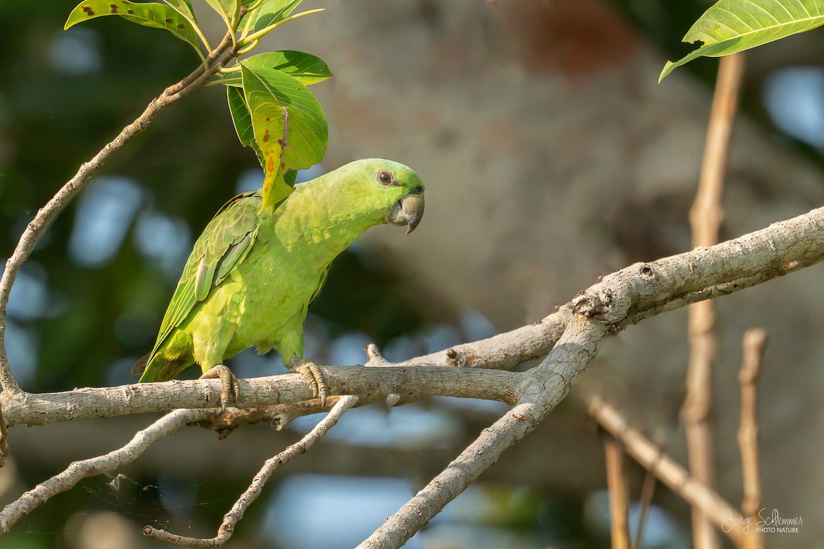 Short-tailed Parrot - ML619144660