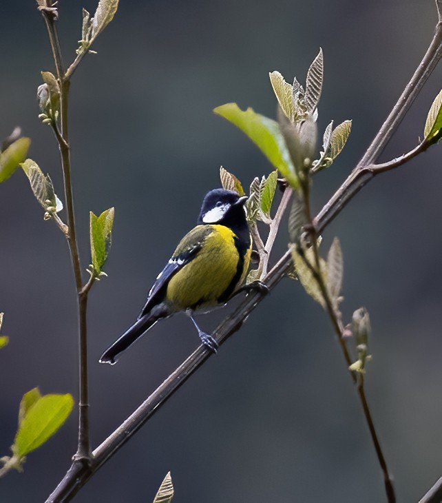 Green-backed Tit - ML619144690