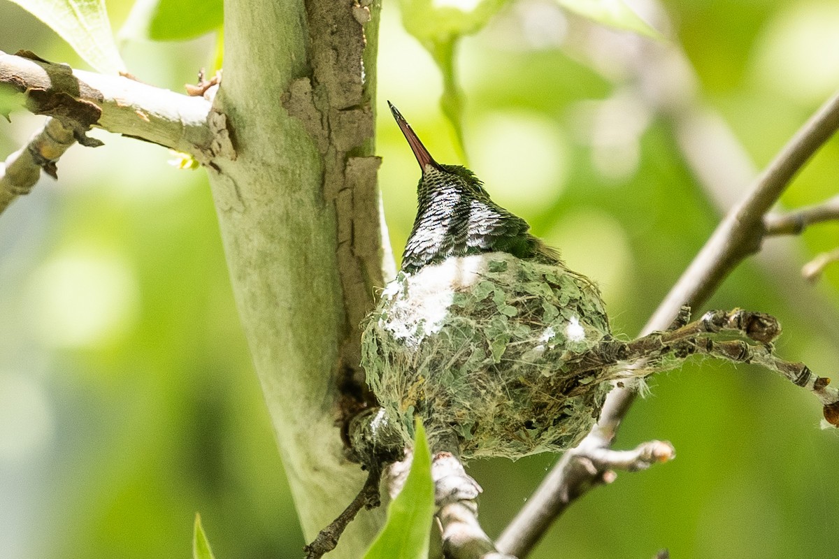 Berylline Hummingbird - ML619144697