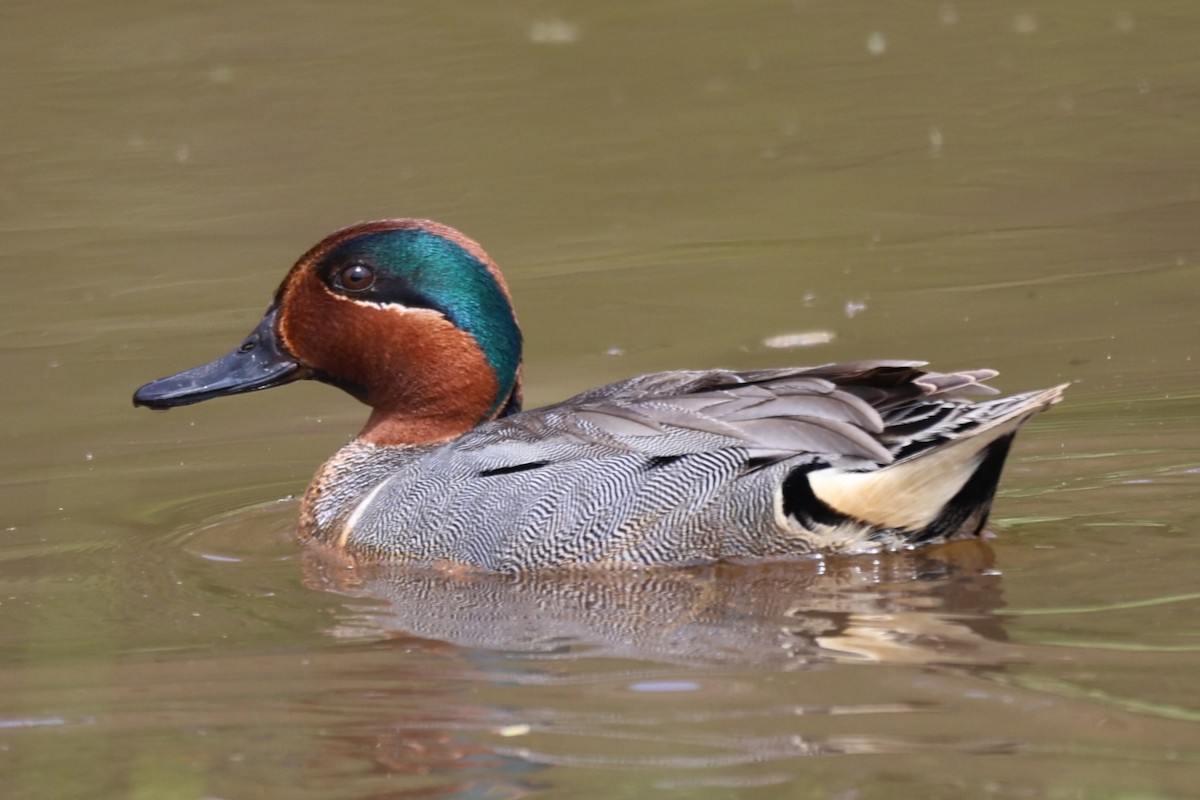 Green-winged Teal - ML619144700