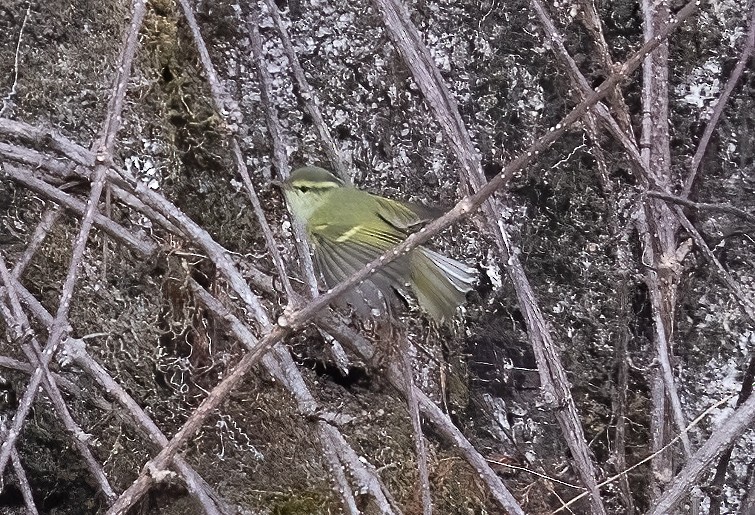 Blyth's Leaf Warbler - ML619144705