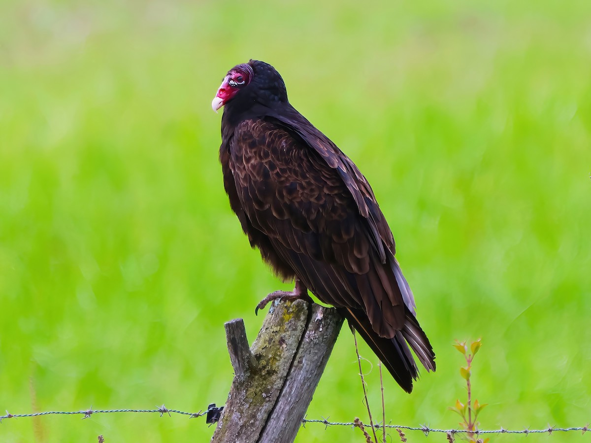 Turkey Vulture - ML619144717