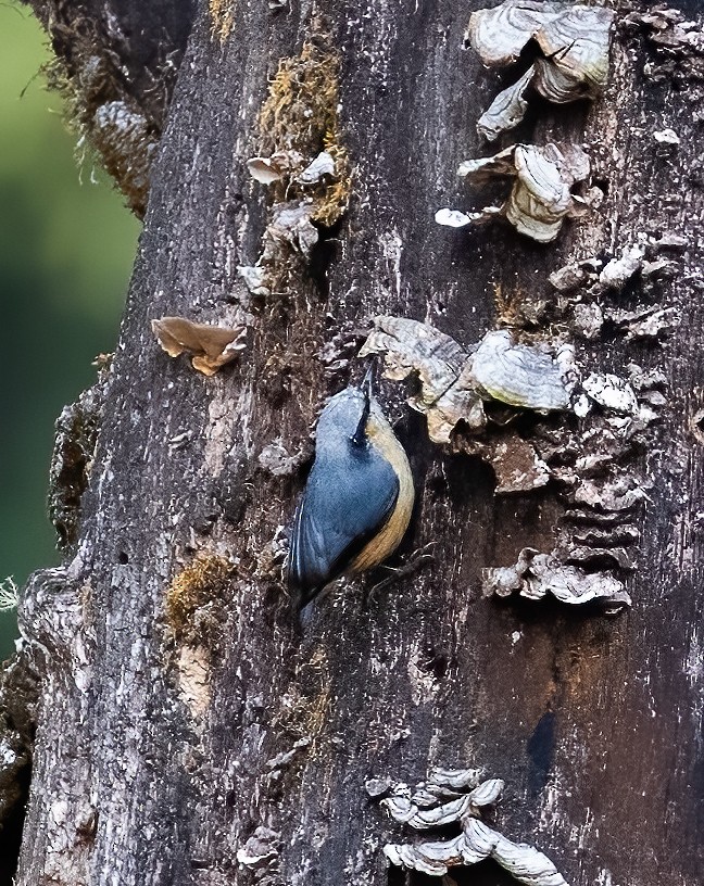 White-tailed Nuthatch - ML619144726