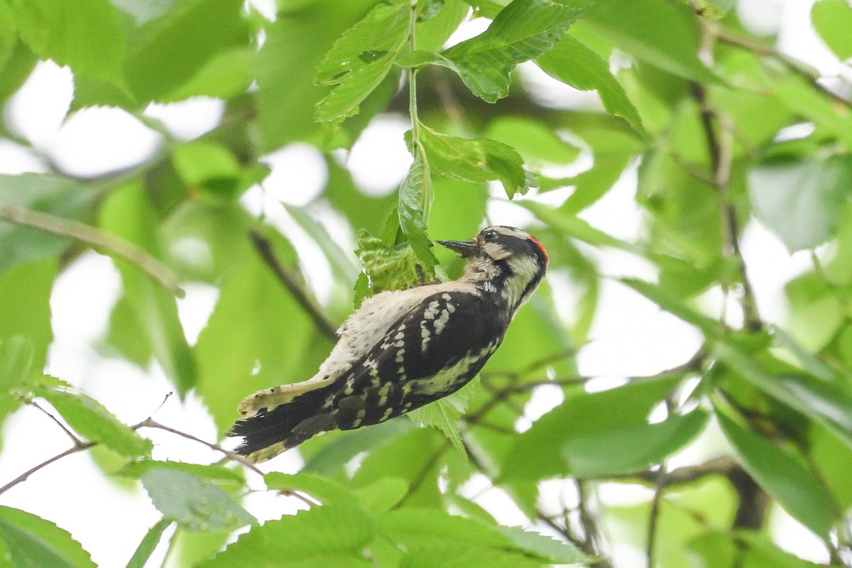 Downy Woodpecker - ML619144744