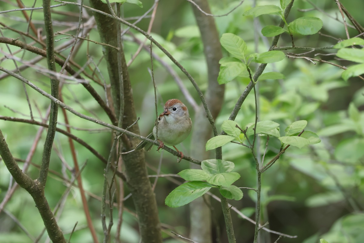Field Sparrow - ML619144782