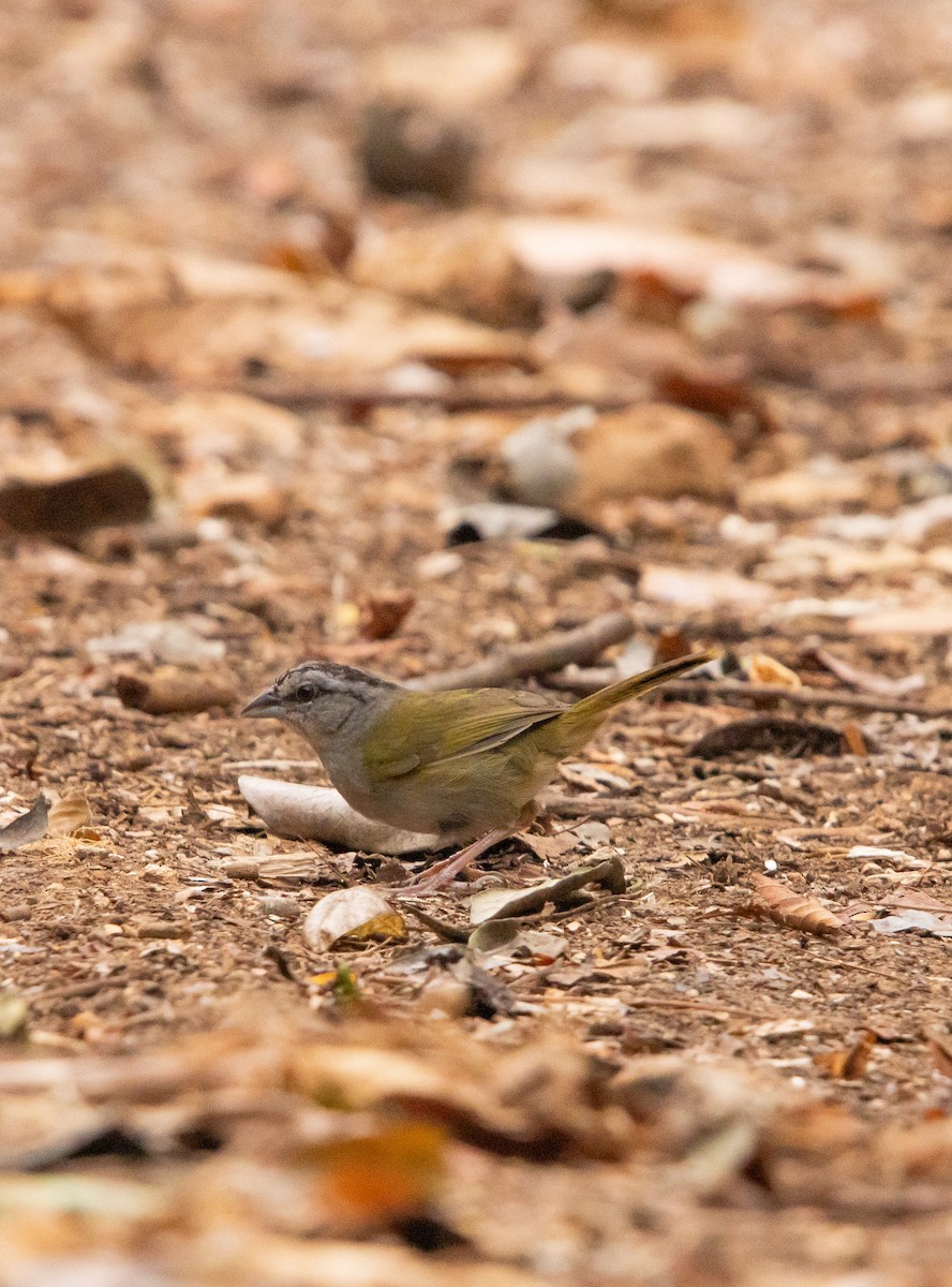 Green-backed Sparrow - ML619144788