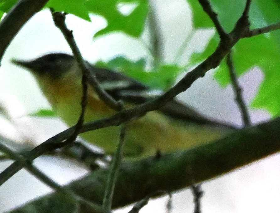 Bay-breasted Warbler - ML619144801