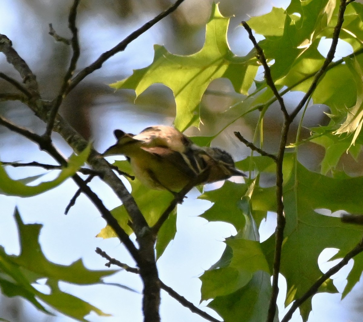 Bay-breasted Warbler - ML619144803