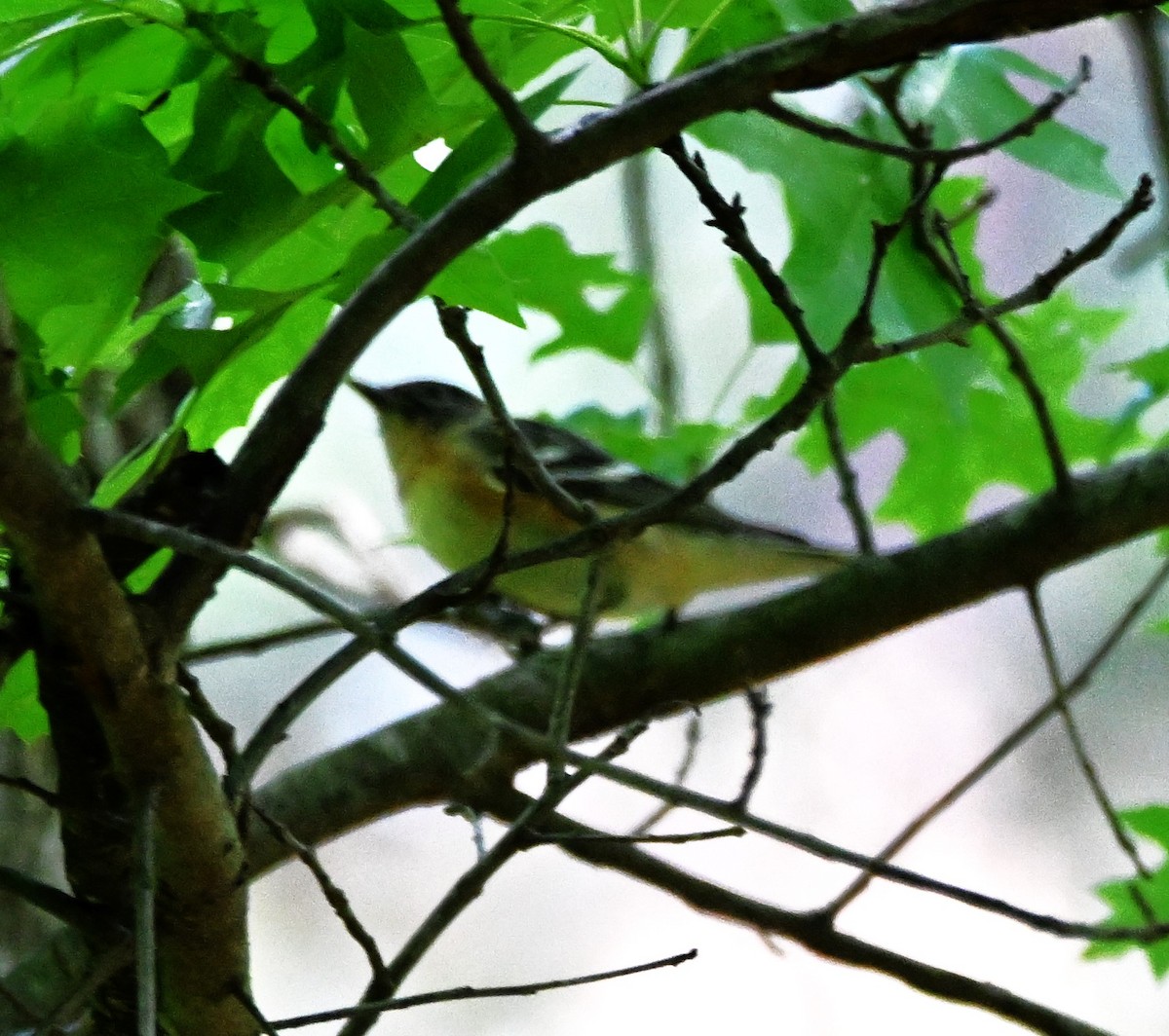 Bay-breasted Warbler - ML619144807