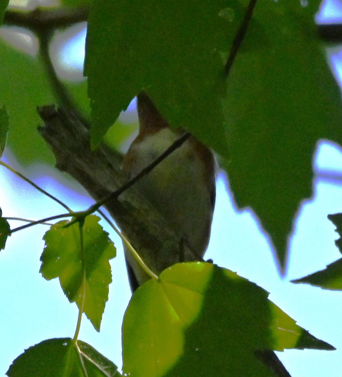 Bay-breasted Warbler - ML619144811