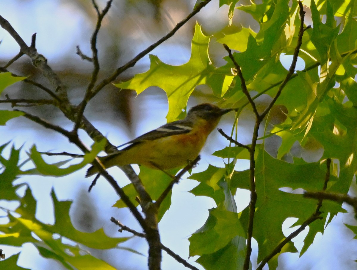 Bay-breasted Warbler - ML619144814