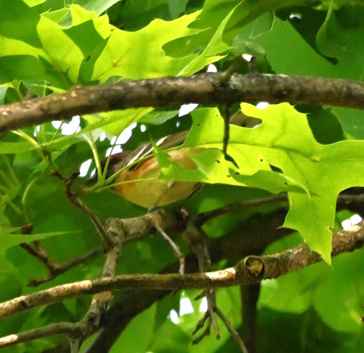 Bay-breasted Warbler - ML619144815