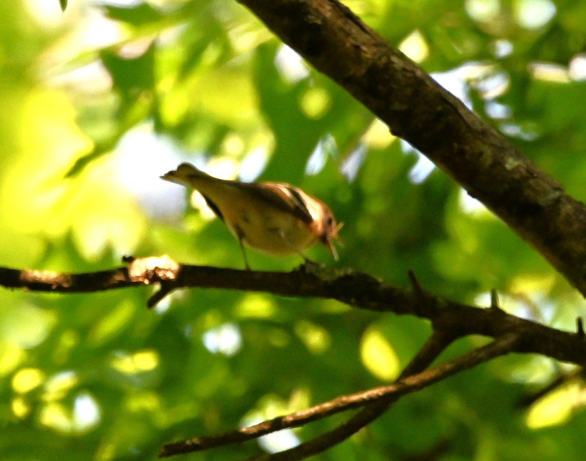 Bay-breasted Warbler - ML619144817