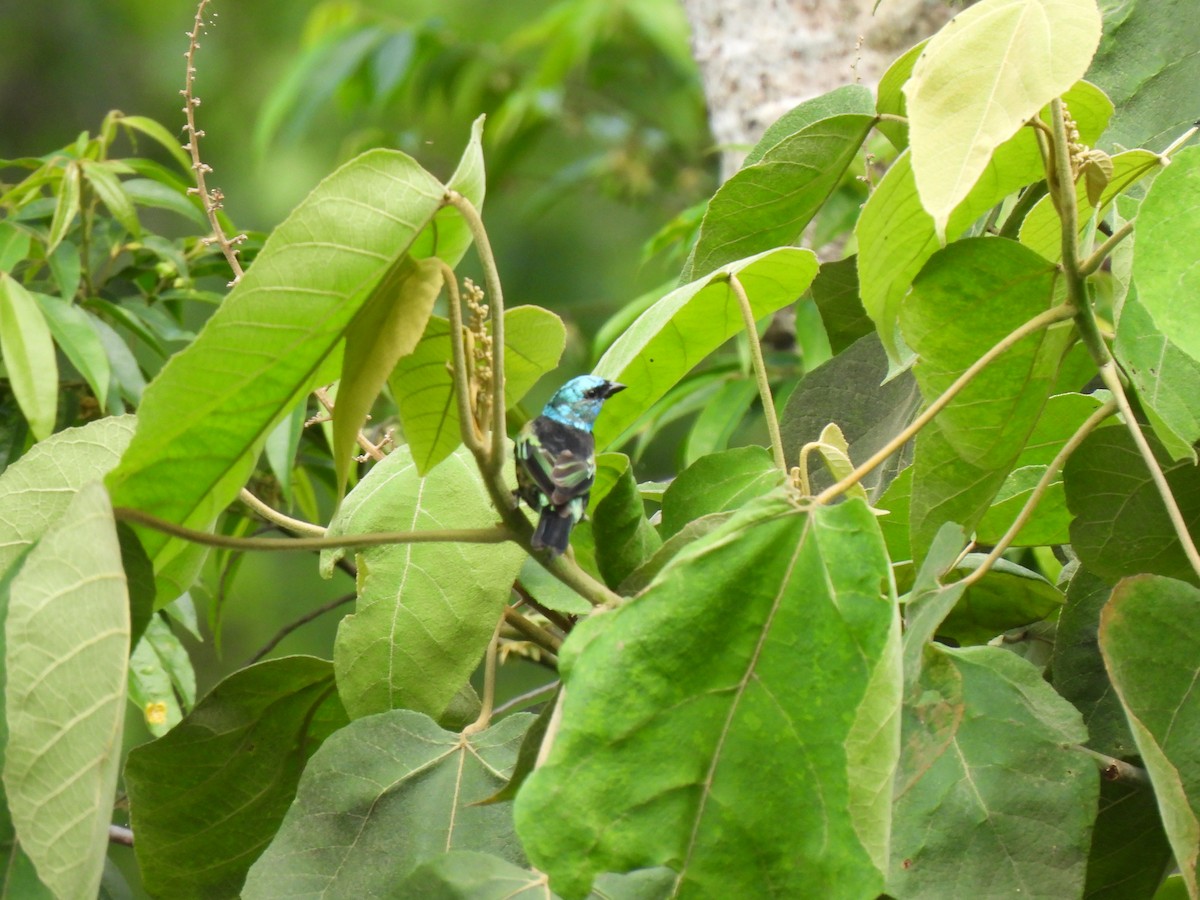 Blue-necked Tanager - ML619144827