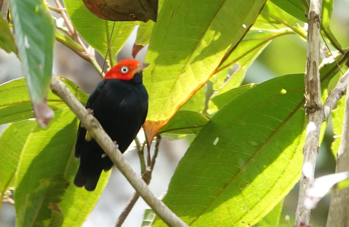 Red-capped Manakin - ML619144864
