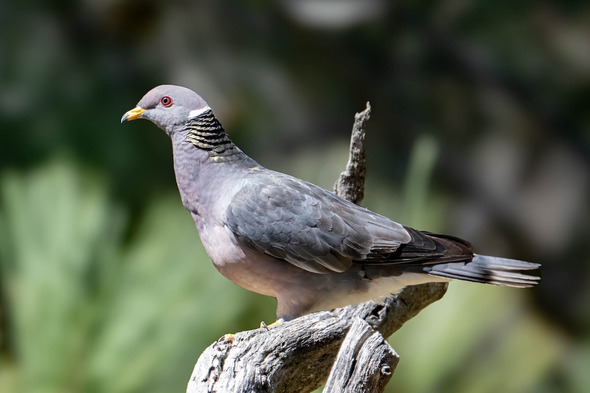 Band-tailed Pigeon - ML619144885