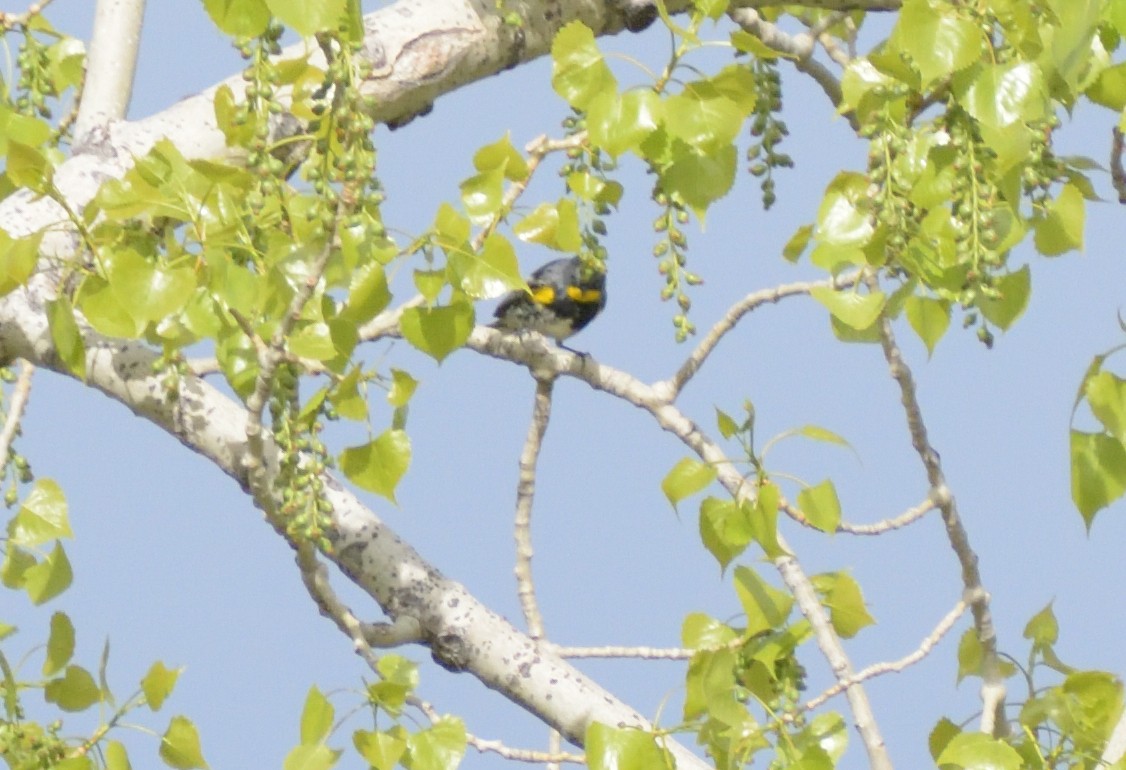 Yellow-rumped Warbler (Audubon's) - ML619144918