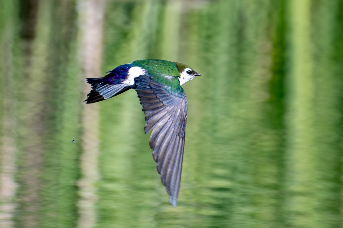 Violet-green Swallow - ML619144936