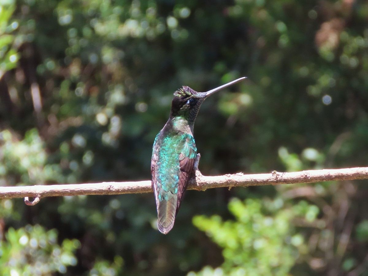 Talamanca Hummingbird - ML619145030