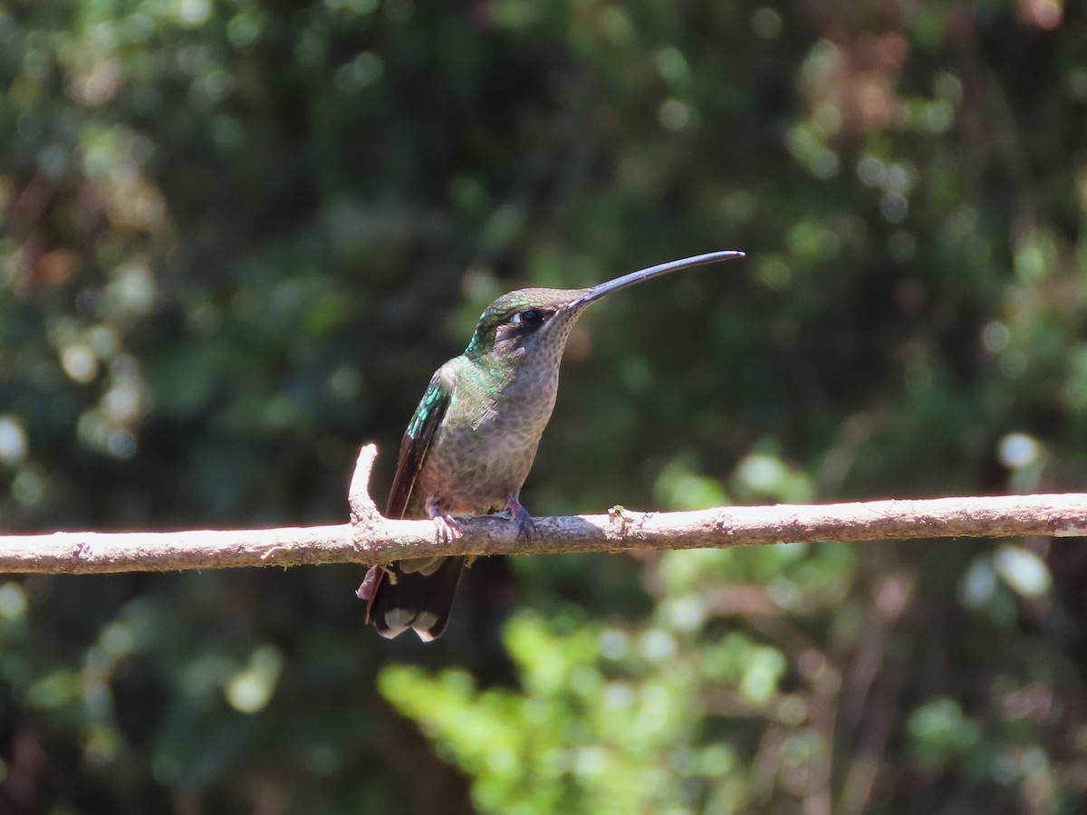 Talamanca Hummingbird - ML619145034