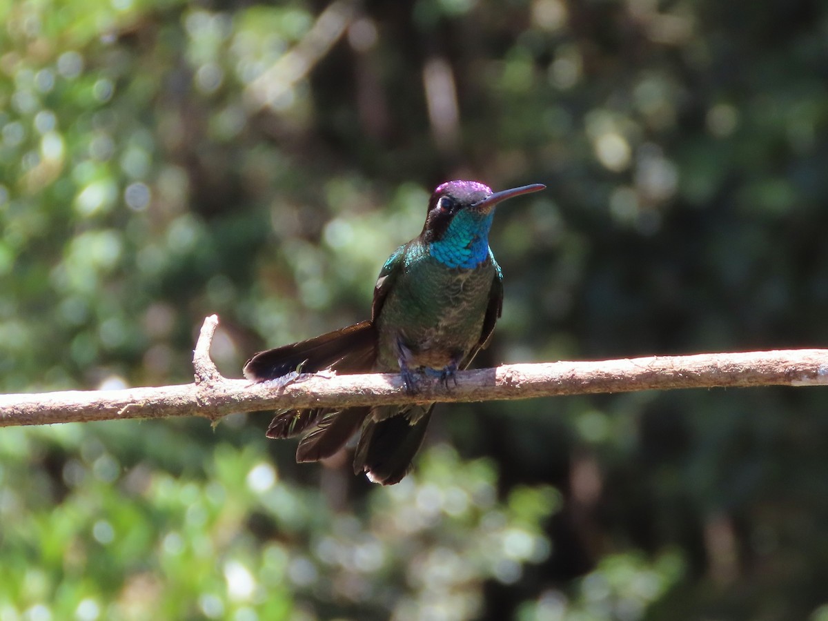 Костариканский колибри-герцог - ML619145036