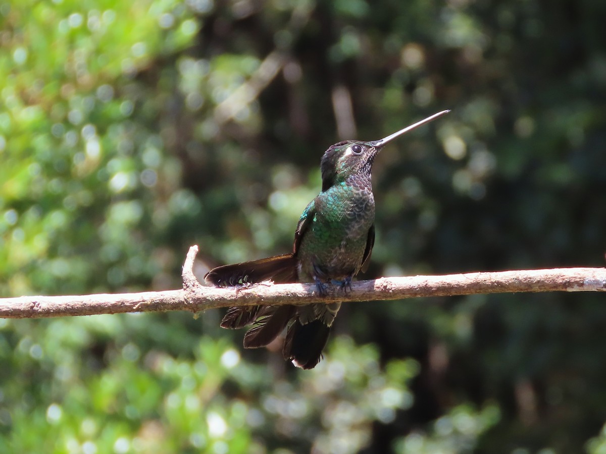 Talamanca Hummingbird - ML619145038