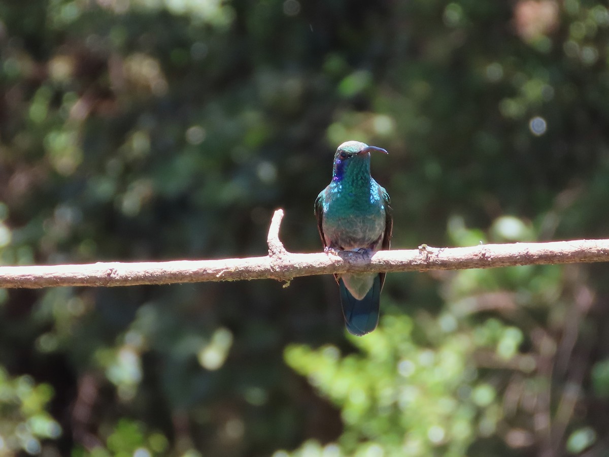 kolibřík modrouchý - ML619145045