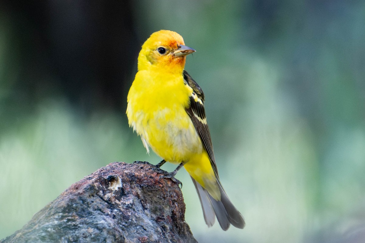 Western Tanager - ML619145051