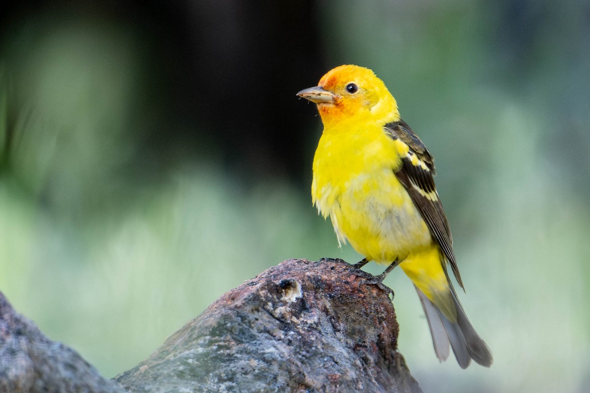Western Tanager - ML619145057