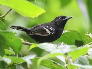  - Dot-winged Antwren