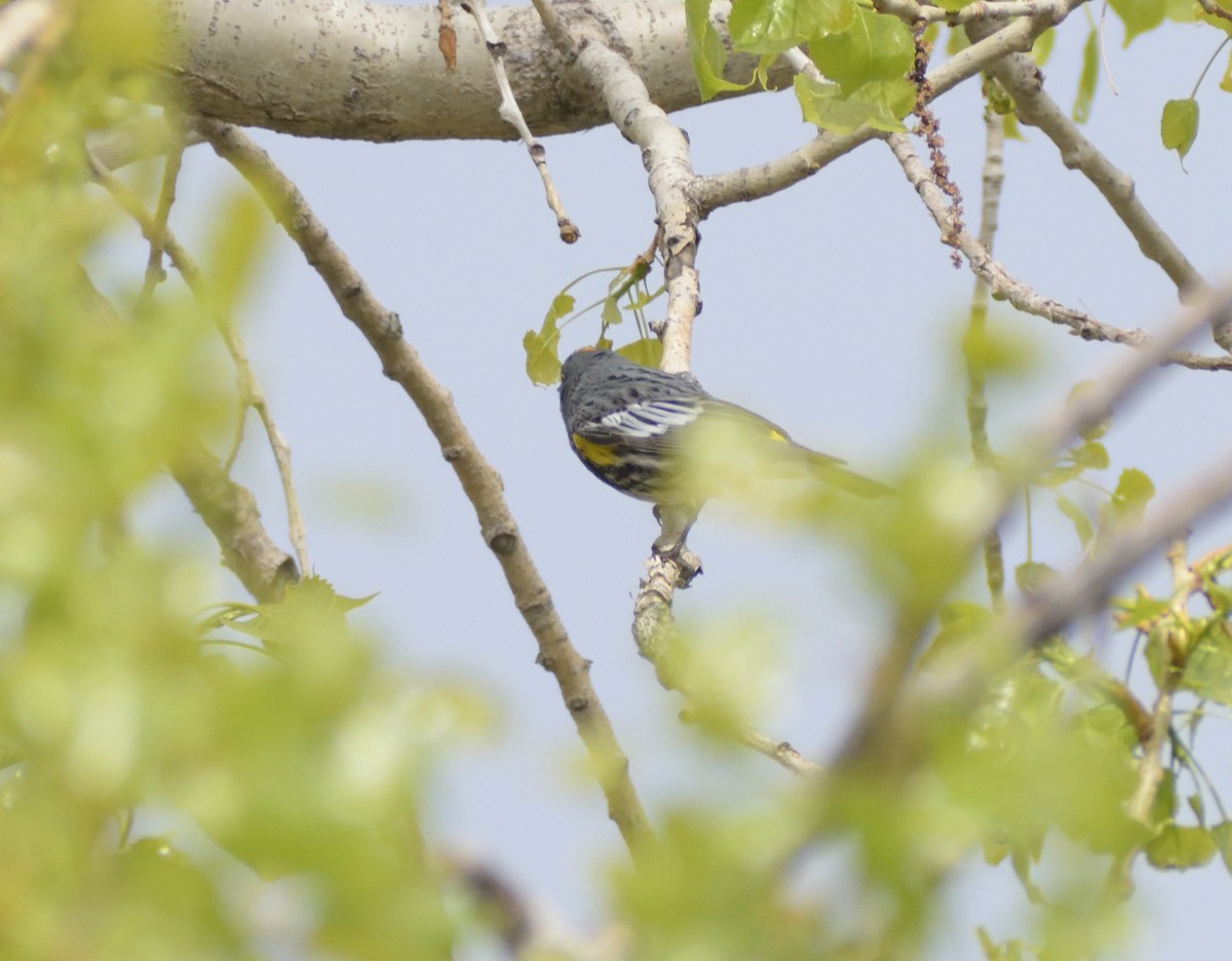Yellow-rumped Warbler (Audubon's) - ML619145087