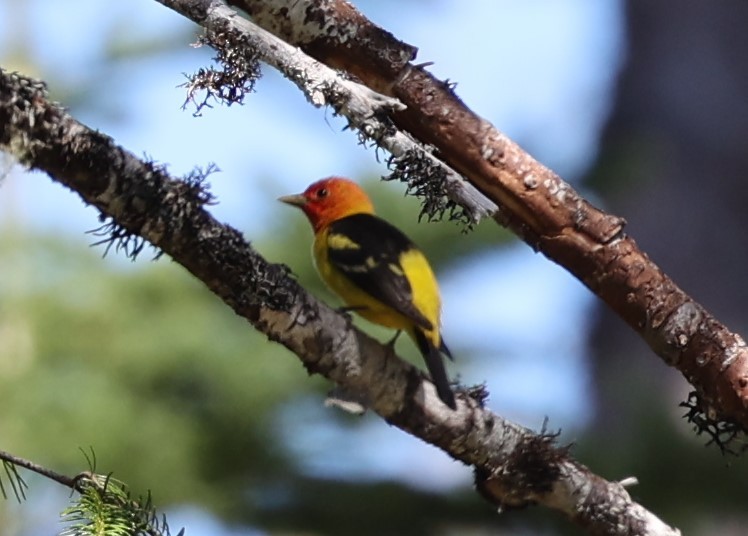 Western Tanager - ML619145132
