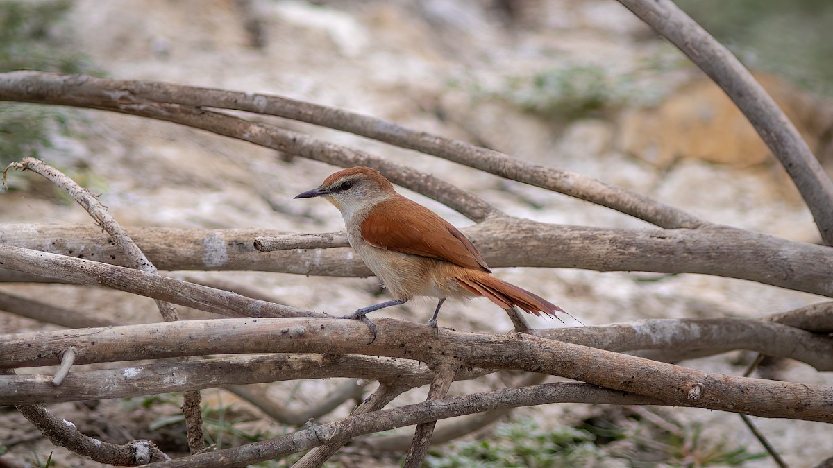 Yellow-chinned Spinetail - ML619145145
