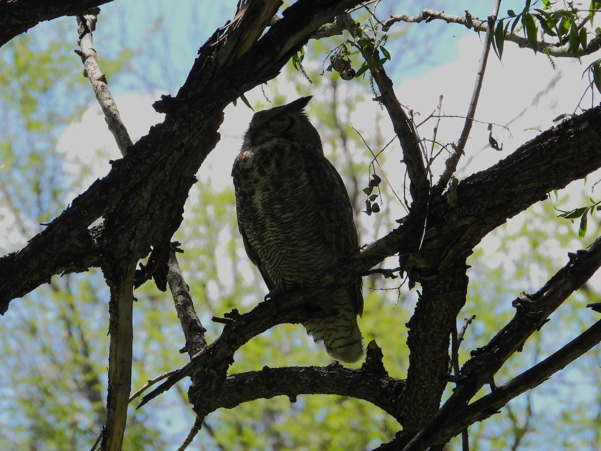 Great Horned Owl - ML619145193