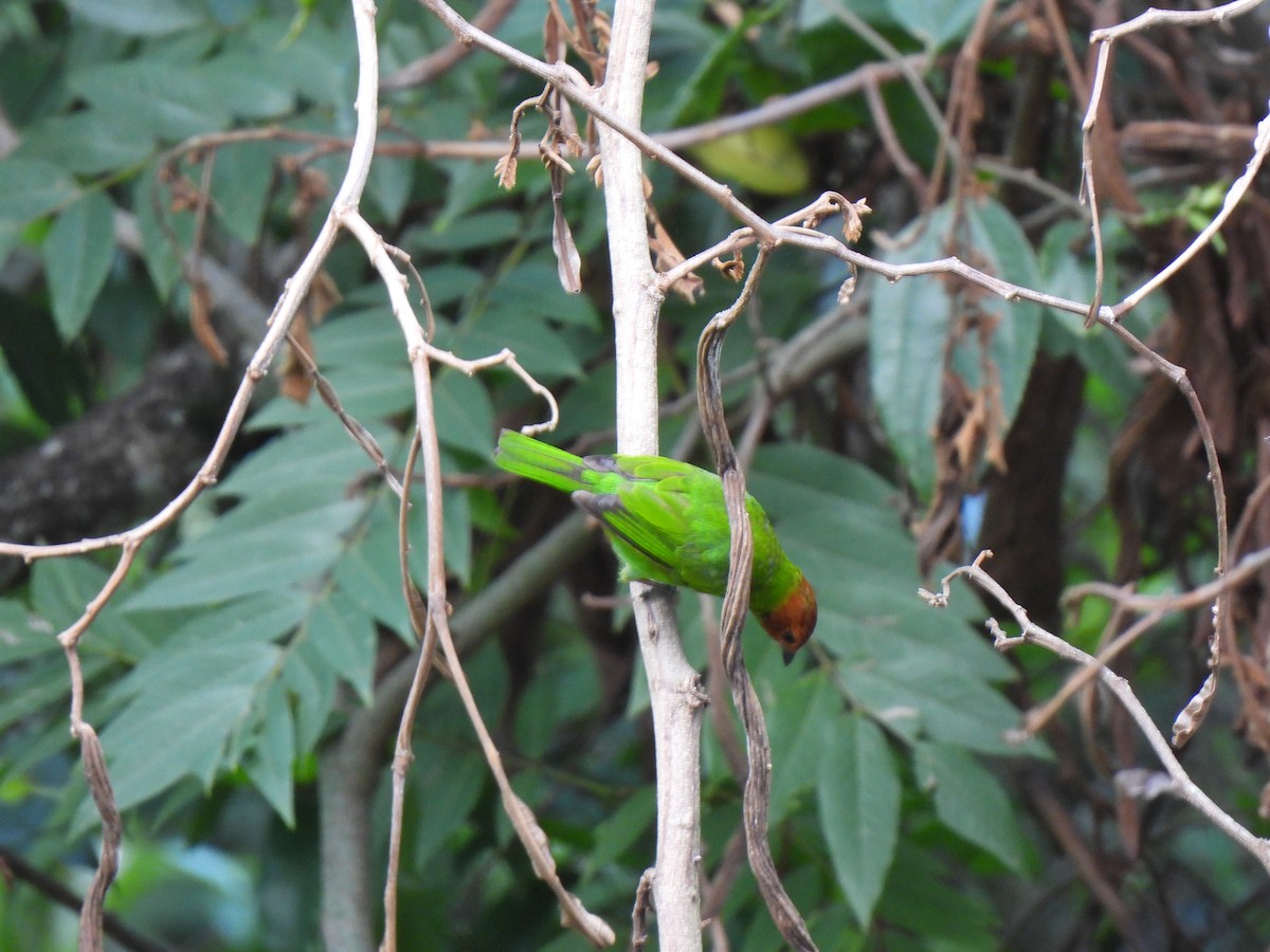 Bay-headed Tanager - ML619145207