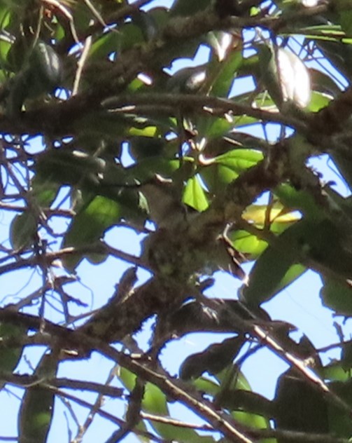 Yakut Boğazlı Kolibri - ML619145228