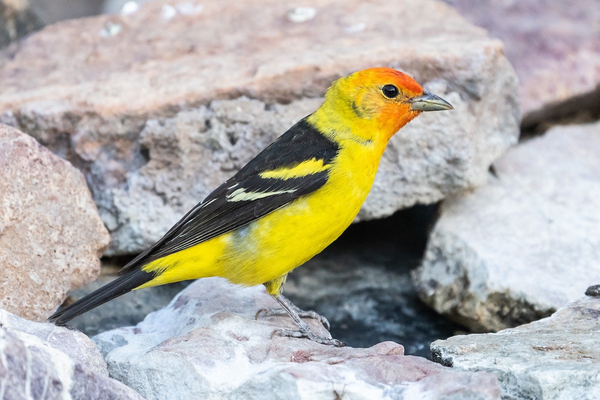 Western Tanager - ML619145246
