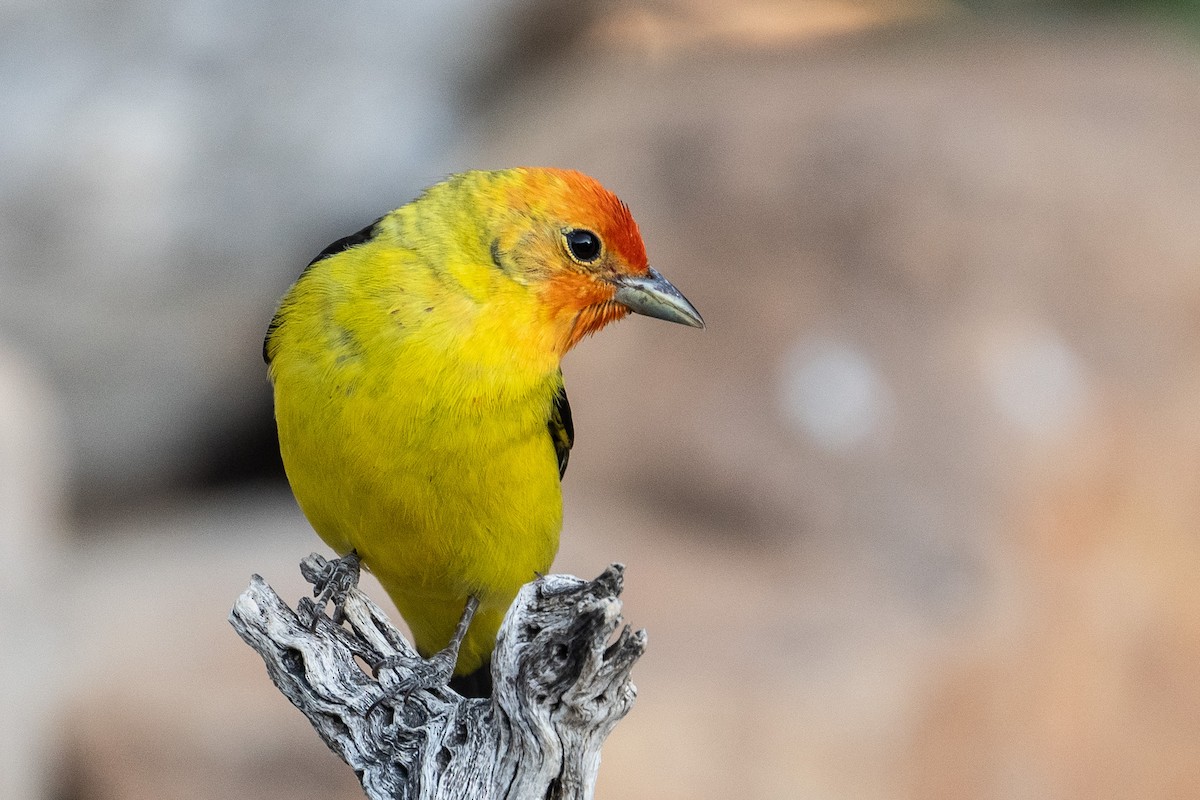 Western Tanager - ML619145247