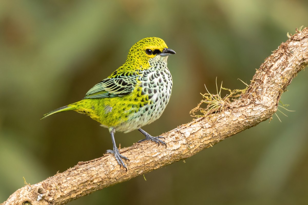 Speckled Tanager - ML619145259