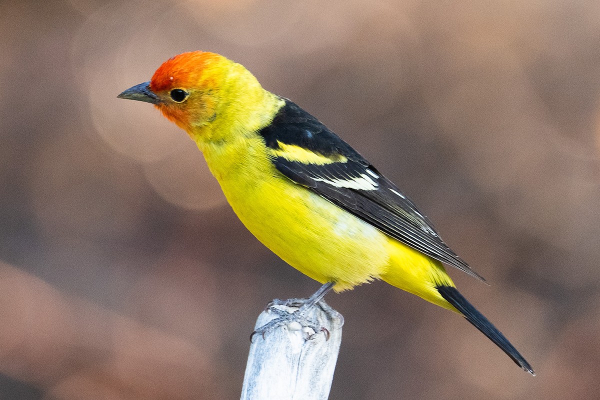 Western Tanager - ML619145263