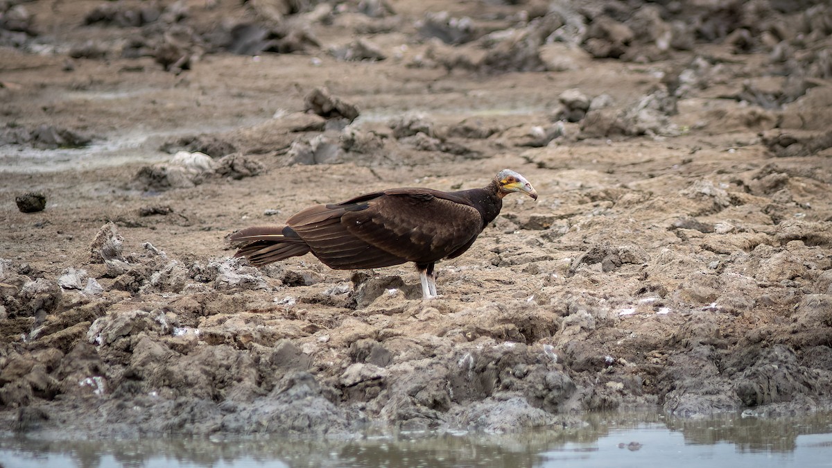 Lesser Yellow-headed Vulture - ML619145264
