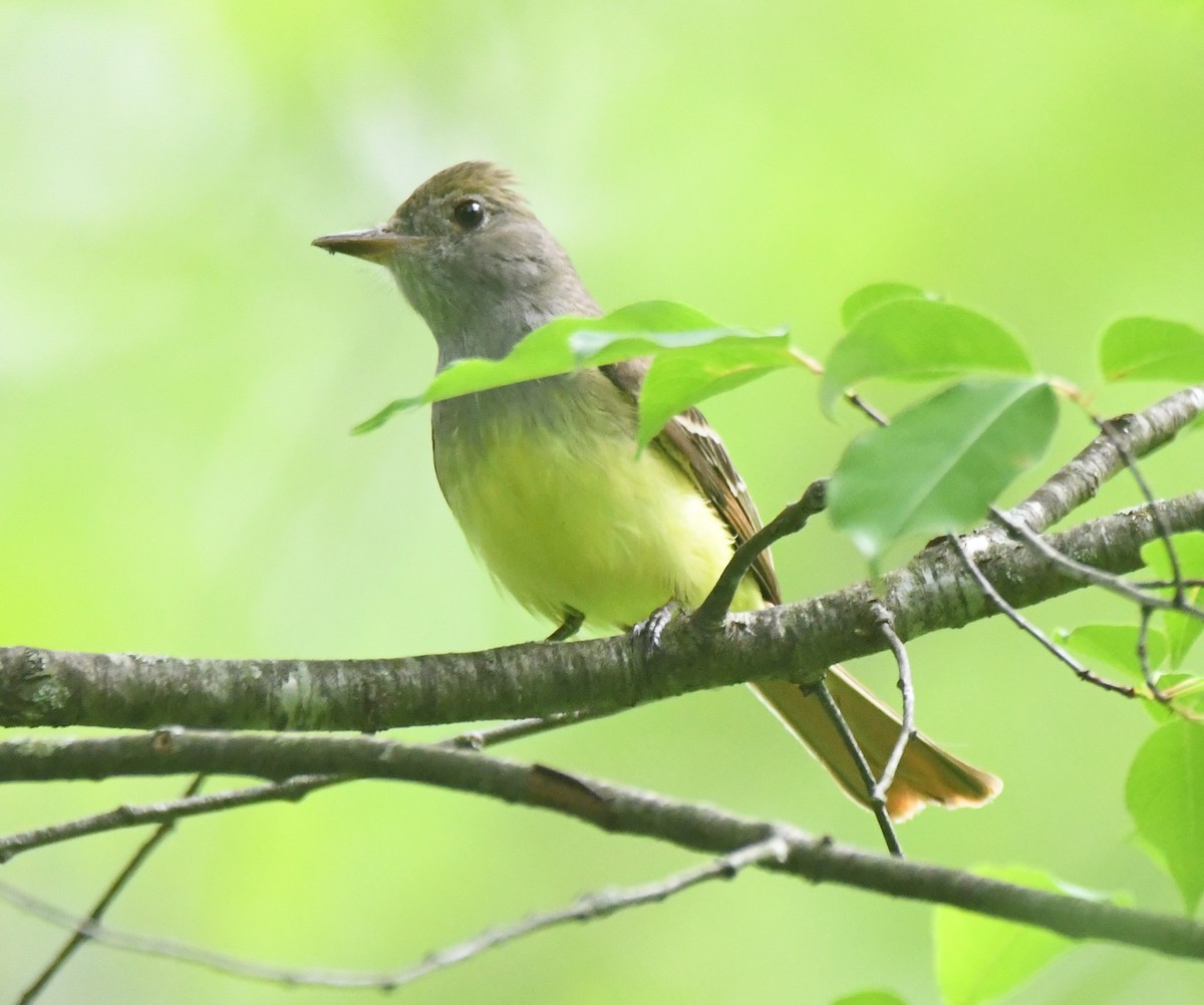 Great Crested Flycatcher - ML619145266