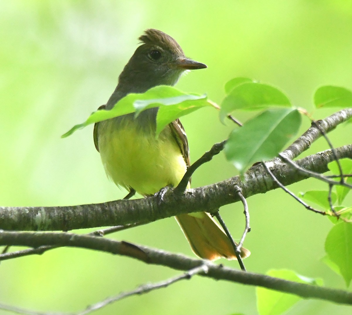 Great Crested Flycatcher - ML619145268