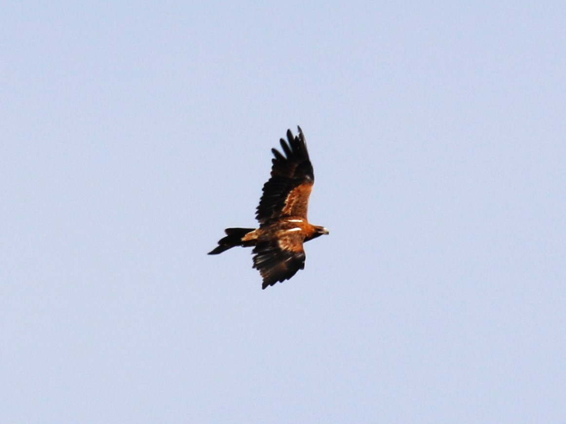 Wedge-tailed Eagle - ML619145269