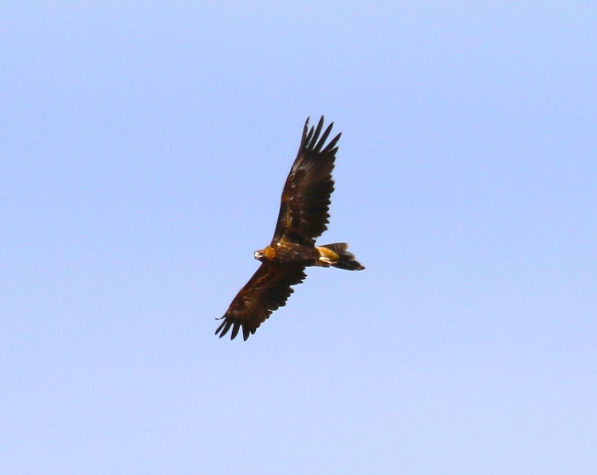 Wedge-tailed Eagle - ML619145270