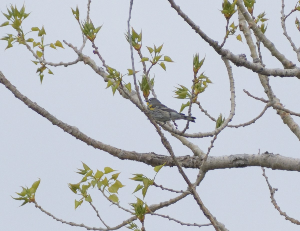 Yellow-rumped Warbler (Audubon's) - ML619145275