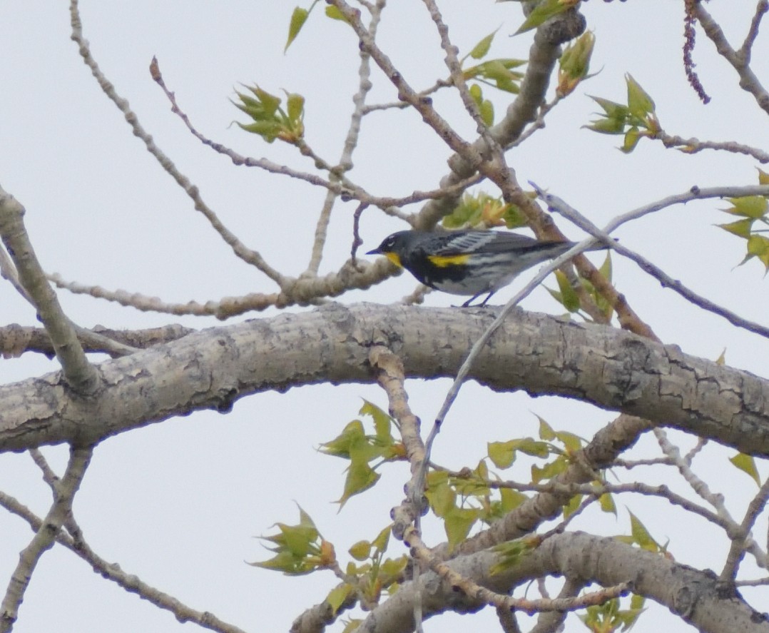 Yellow-rumped Warbler (Audubon's) - ML619145279