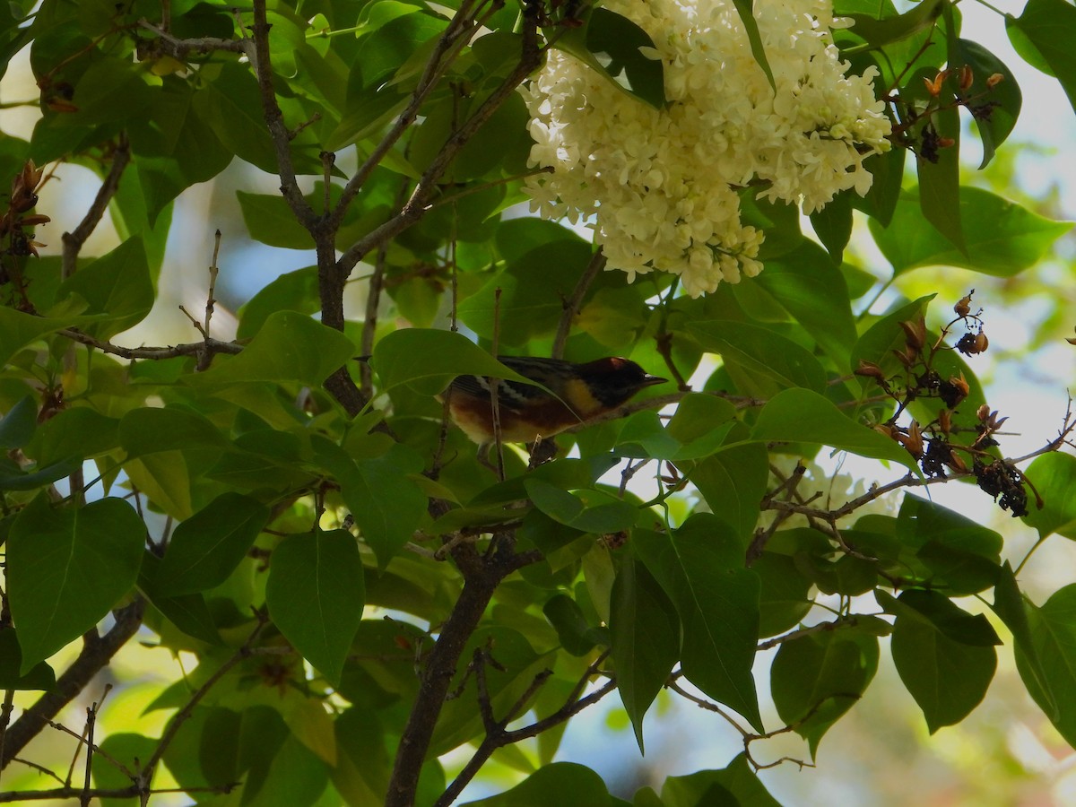 Bay-breasted Warbler - ML619145327